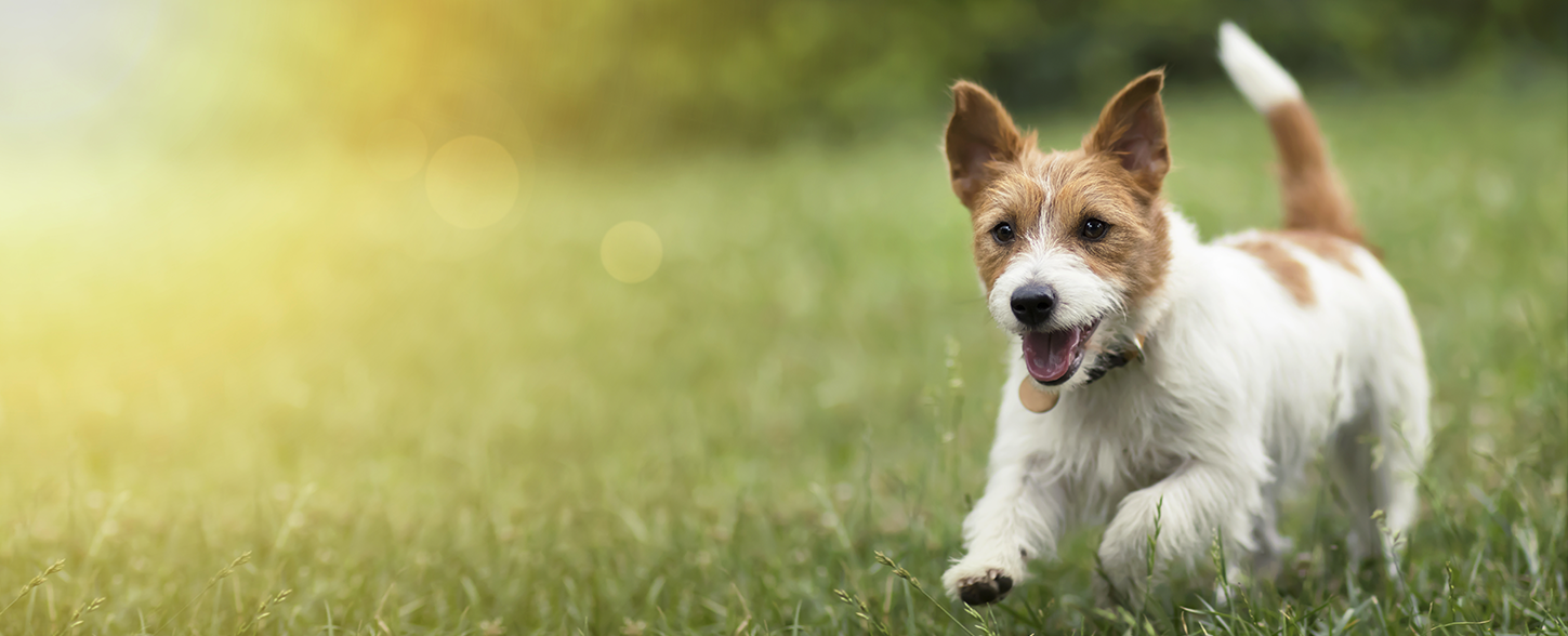 Picking Your Perfect Puppy Boston Road Animal Clinic