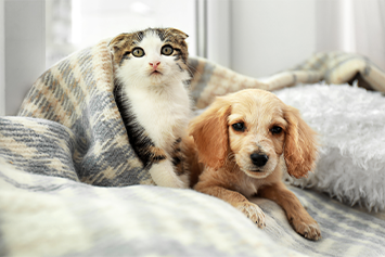 kitten and puppy in bed