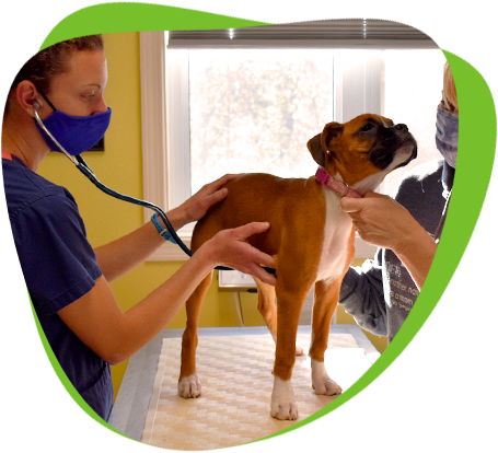Dog being examined