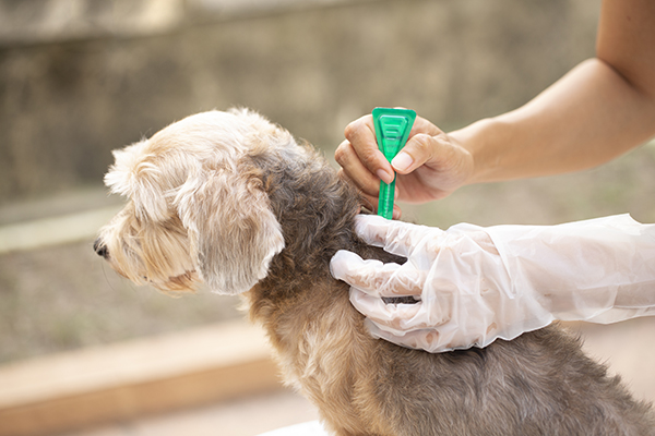 what is the best flea and tick control for dogs