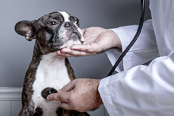 Veterinary doctor examing heart of dog boston terrier with stethoscope portrait